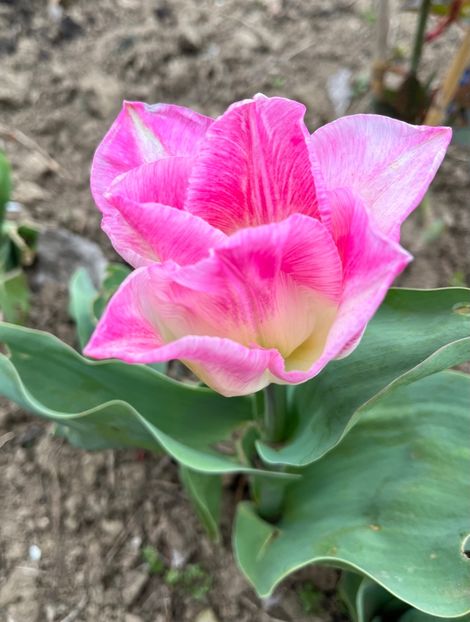 616B8C2A-D82A-418A-B038-278820A8D130 - Lalele 22 23