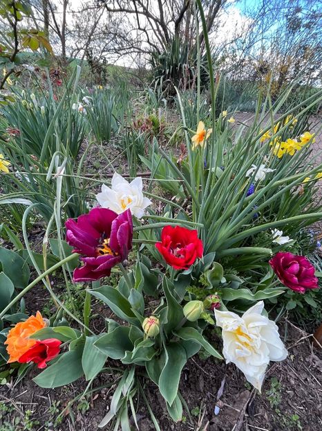 558AF647-2A5F-4884-B5A6-14147F48C641 - Lalele 22 23