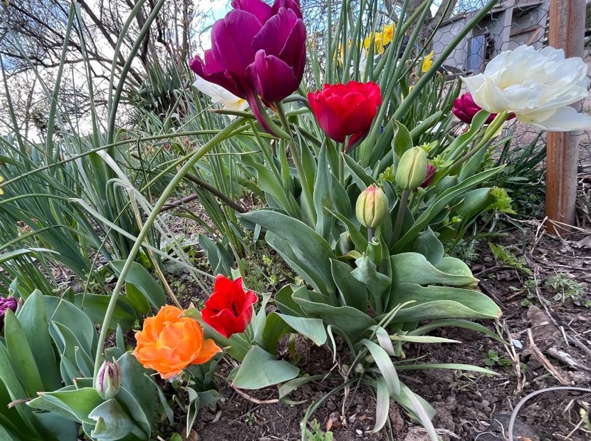 67EC280C-287F-467B-A158-E44B0BADED1F - Lalele 22 23