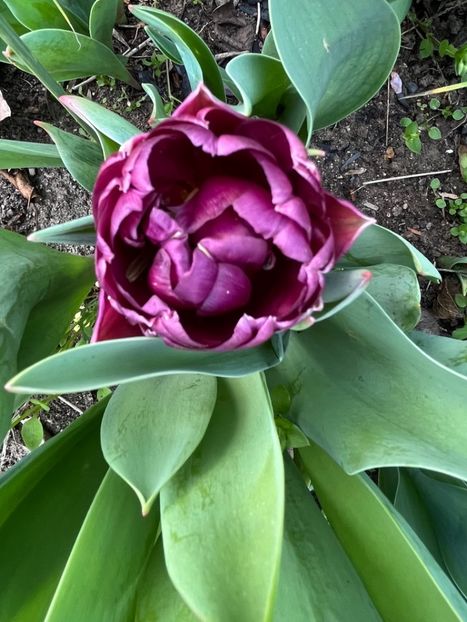 6C6545D0-1020-42EC-8246-B8DB1D6E0778 - Lalele 22 23