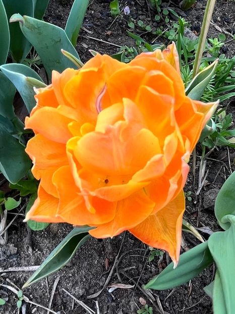 8164F362-5009-409C-A3FB-DE5DC6236490 - Lalele 22 23