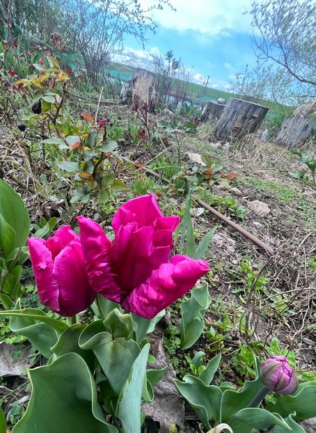 2808C2E1-9376-4CC6-9F6E-105B5F121FC7 - Lalele 22 23