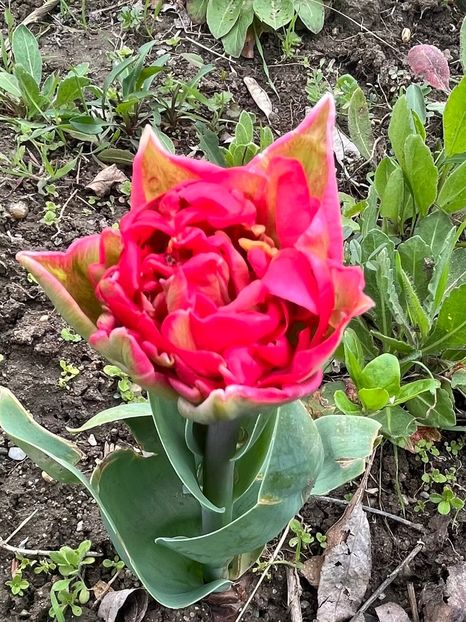 01EF6776-A777-4005-9EE4-F3418C2C8916 - Lalele 22 23