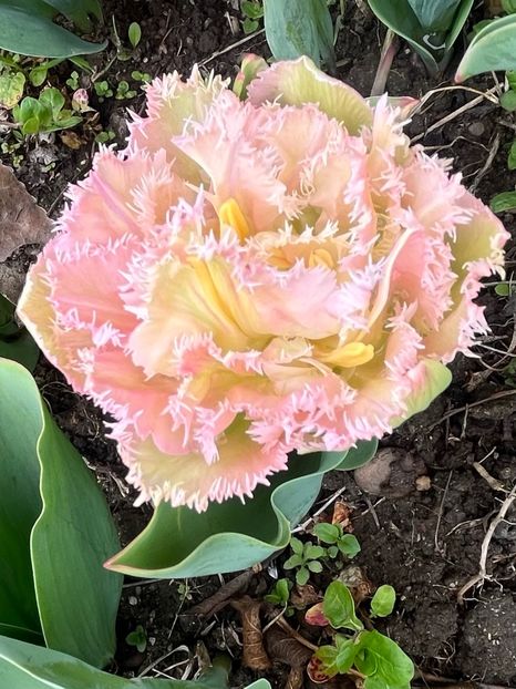 3BC838CE-5741-4F7A-9A89-CBE25B2A6ACD - Lalele 22 23