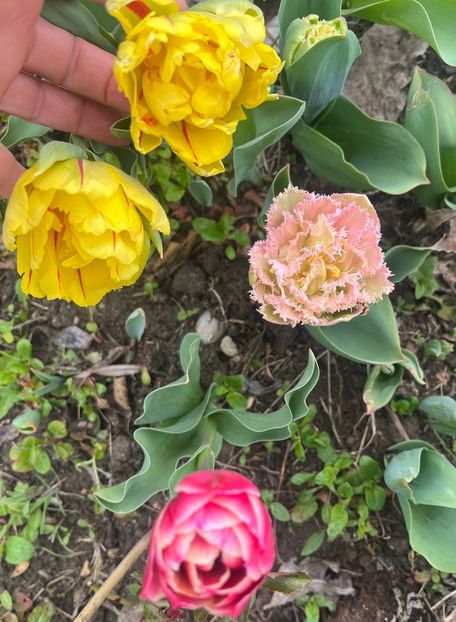 01B781D9-970F-4720-B9A8-87460095A2C3 - Lalele 22 23