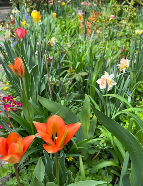 D05F6153-F327-4E29-AE7B-7E6A26EF4E8D - Lalele 22 23