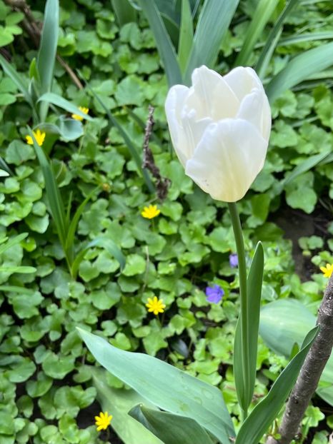 37F464F6-5CE1-4154-A24E-6EADD955B864 - Lalele 22 23