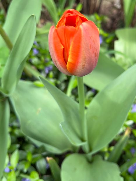 778793B2-9398-4765-92C4-5D4429C8A027 - Lalele 22 23