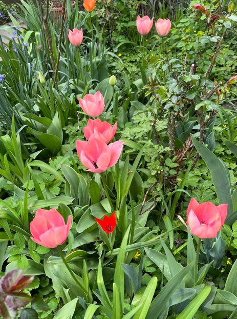 05ECBB10-23DA-42F1-BF00-32D888F020B0 - Lalele 22 23