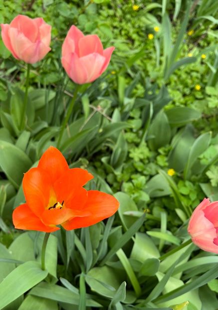 63EC05F2-5700-40DF-9ABA-8EC631E9DE00 - Lalele 22 23