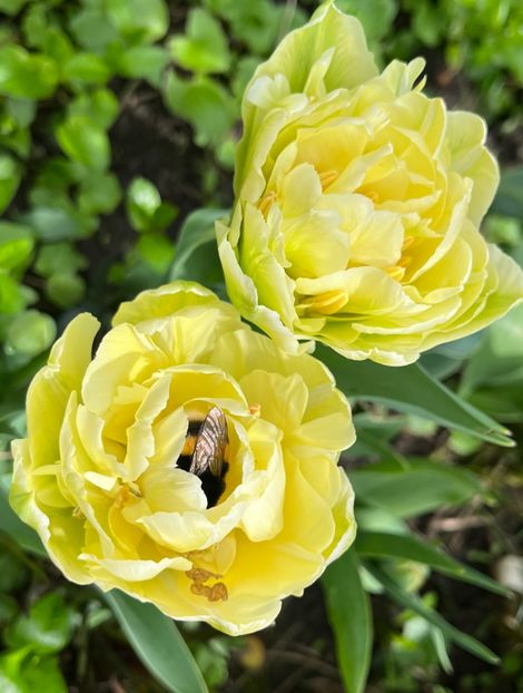 58DF32C9-F9D4-4DF9-872F-663EC63B0652 - Lalele 22 23