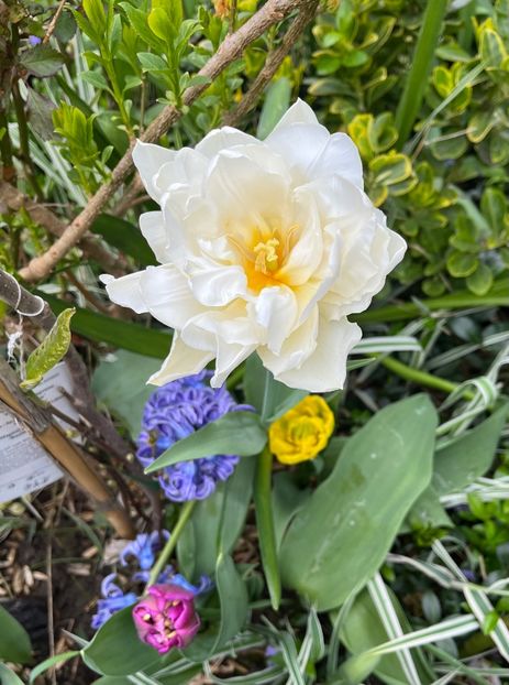 65D796E0-140C-42AE-A7FC-A313C0F384EC - Lalele 22 23