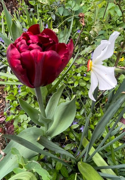 D25696B6-534C-4BAB-A7E9-4BC4DEA719F8 - Lalele 22 23