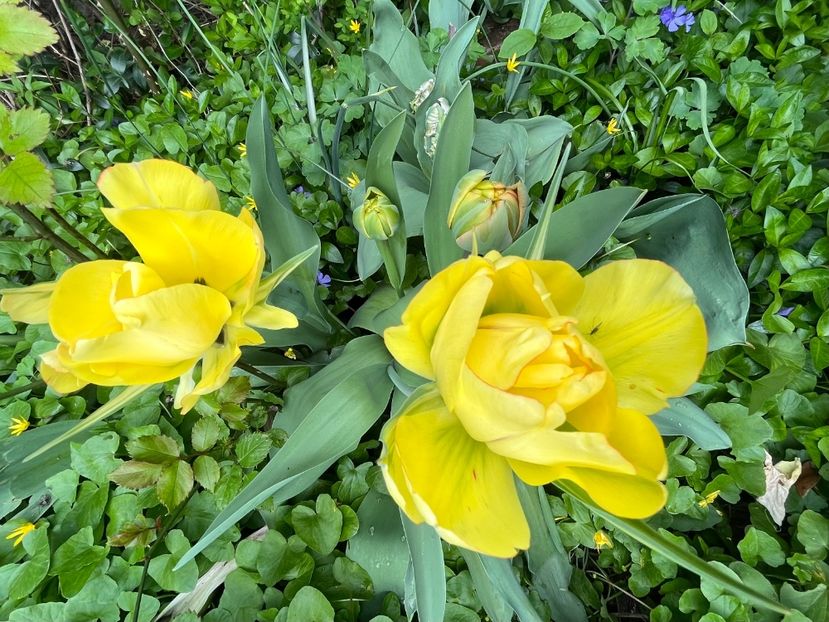 7417DDAF-F73F-4249-AEFE-C852B686C2C9 - Lalele 22 23