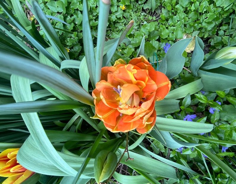 832C1D1F-164A-4A33-AE25-3DE0941B50DB - Lalele 22 23