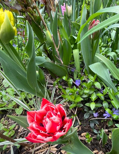 04C7E7C7-A967-4609-89C1-B071FB0FFE9E - Lalele 22 23