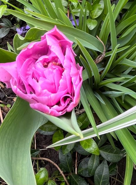 7BA2E35D-F44B-481D-846B-2C66C035CC8D - Lalele 22 23