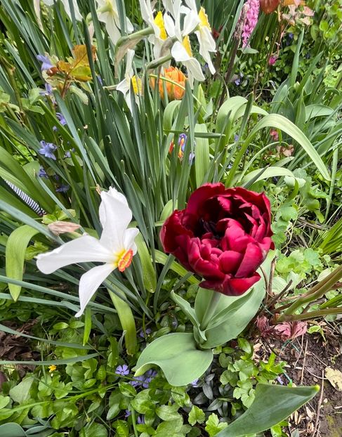 2F017AE0-7BC3-44DF-AD00-A12B05B4DF8B - Lalele 22 23