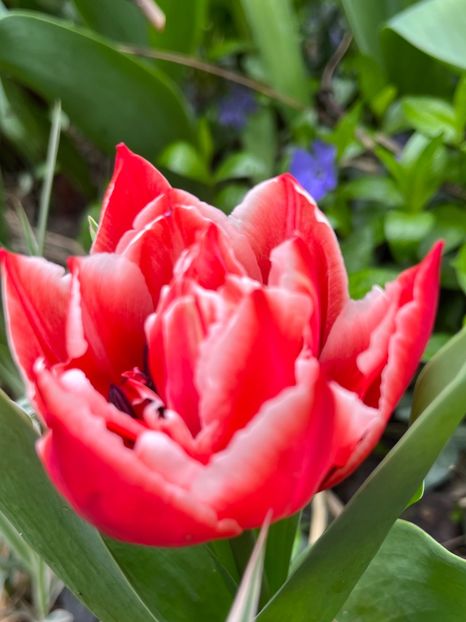 A3001E85-ACAA-4C1D-ADEC-9DEDEA1F6F48 - Lalele 22 23