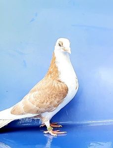 17082  mascul  2023 - Plecați ALBUM 3