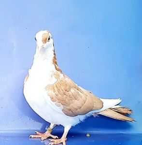 17044  femelă  2023 - Plecați ALBUM 3