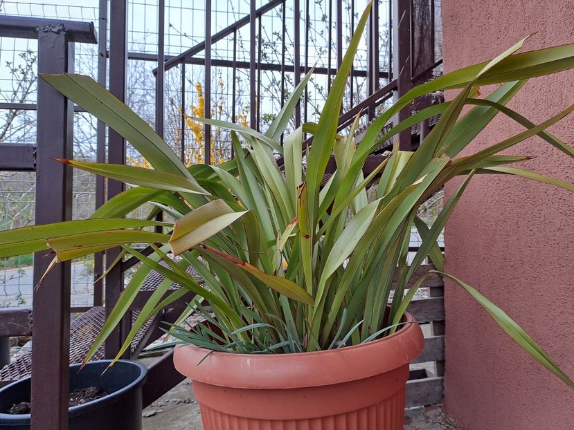  - Phormium
