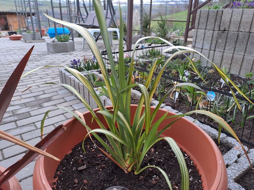  - Phormium