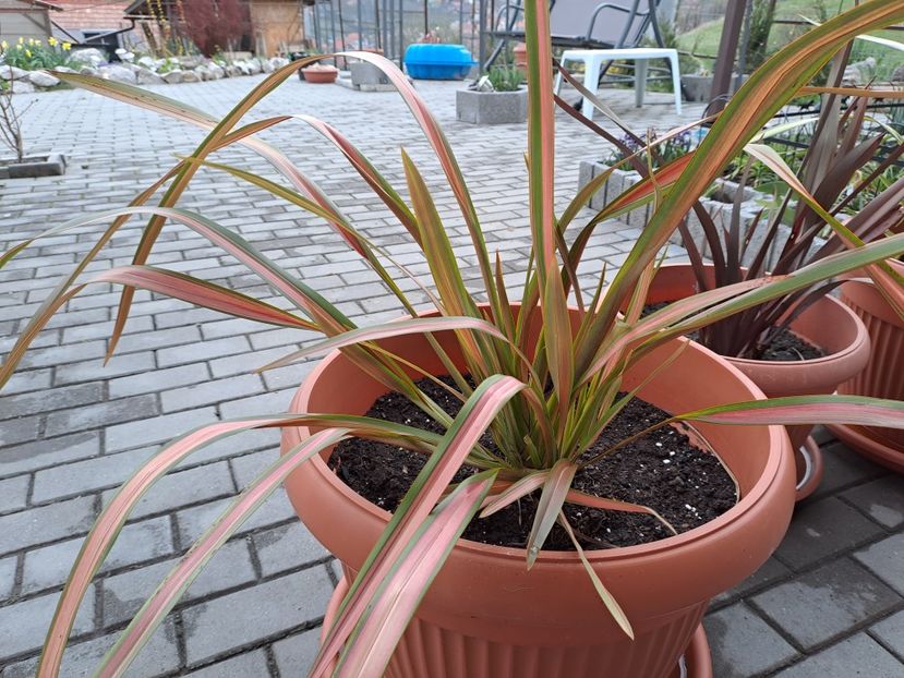  - Phormium