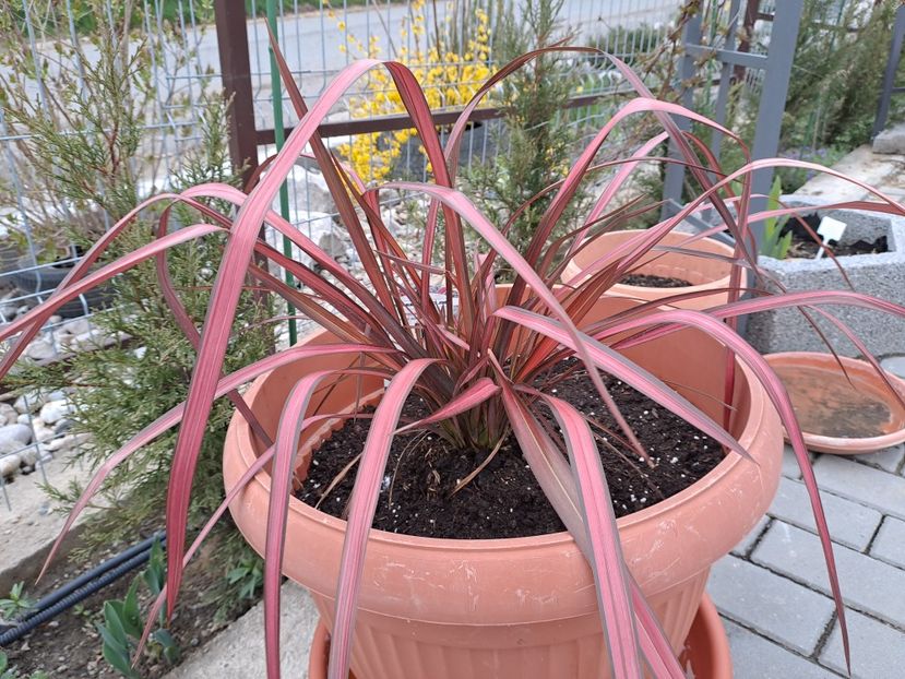  - Phormium