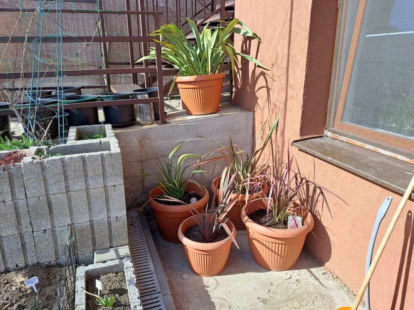  - Phormium