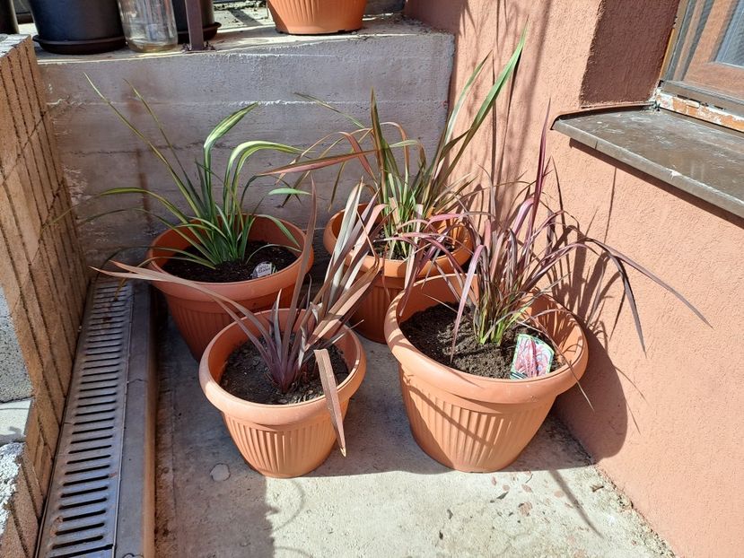 - Phormium
