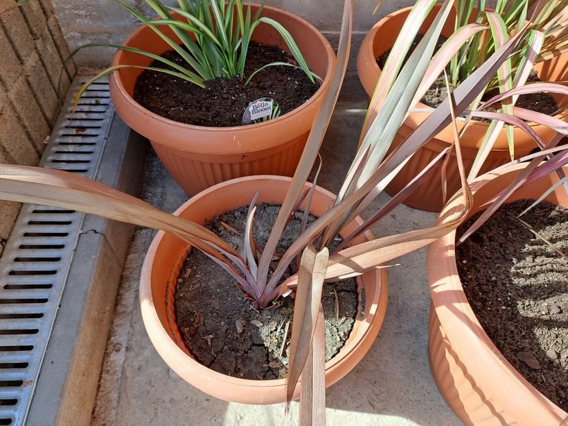  - Phormium