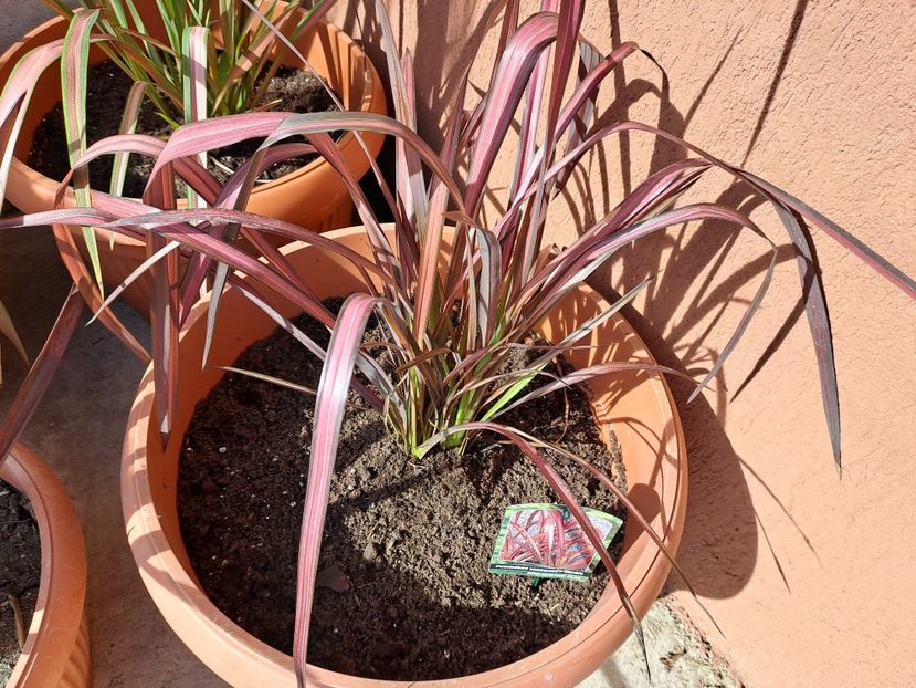  - Phormium