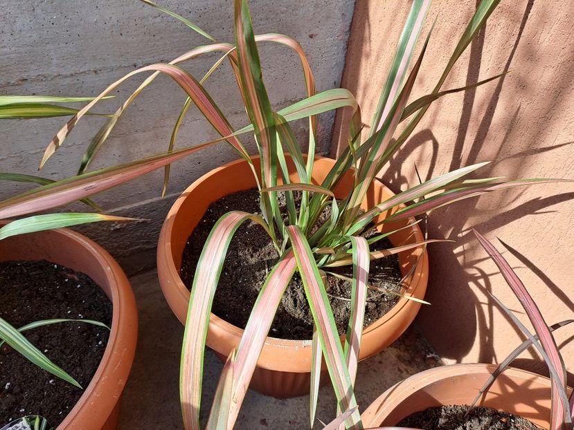  - Phormium