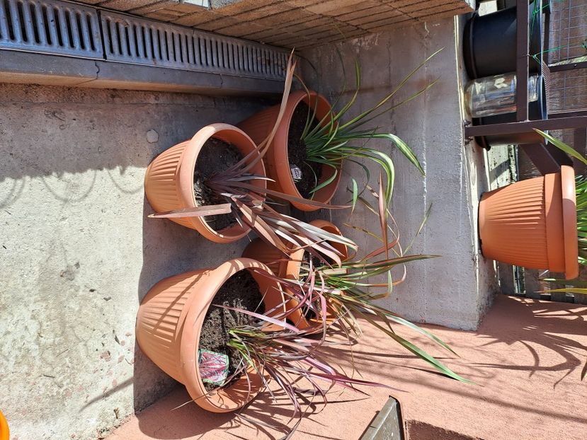  - Phormium
