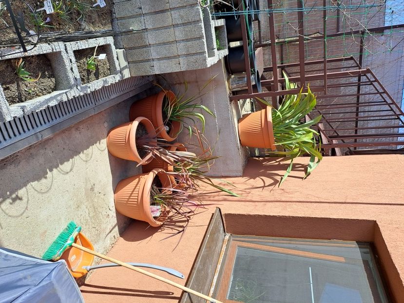  - Phormium