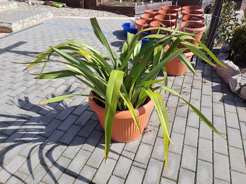  - Phormium