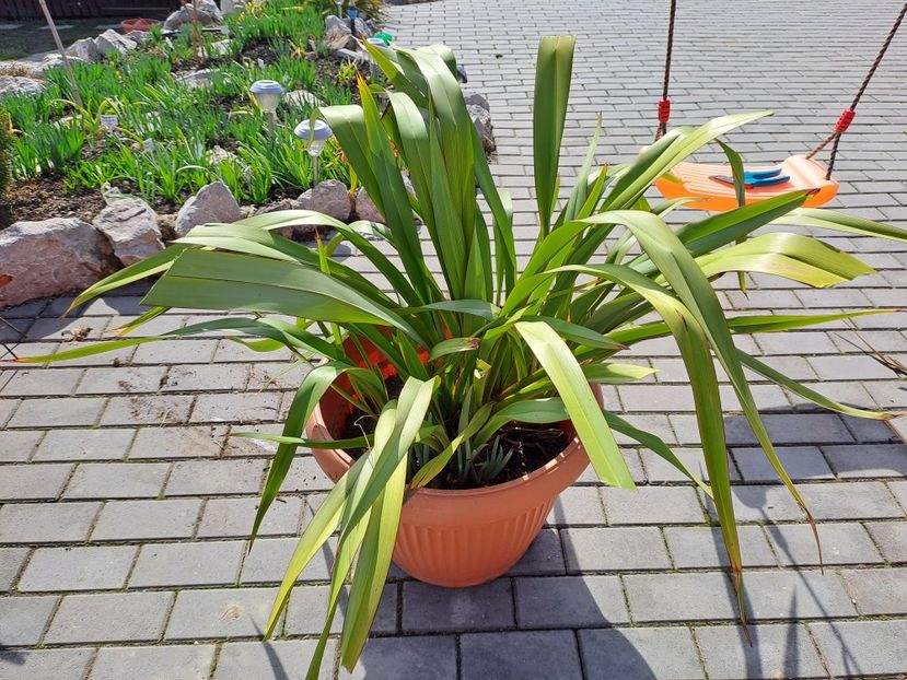  - Phormium