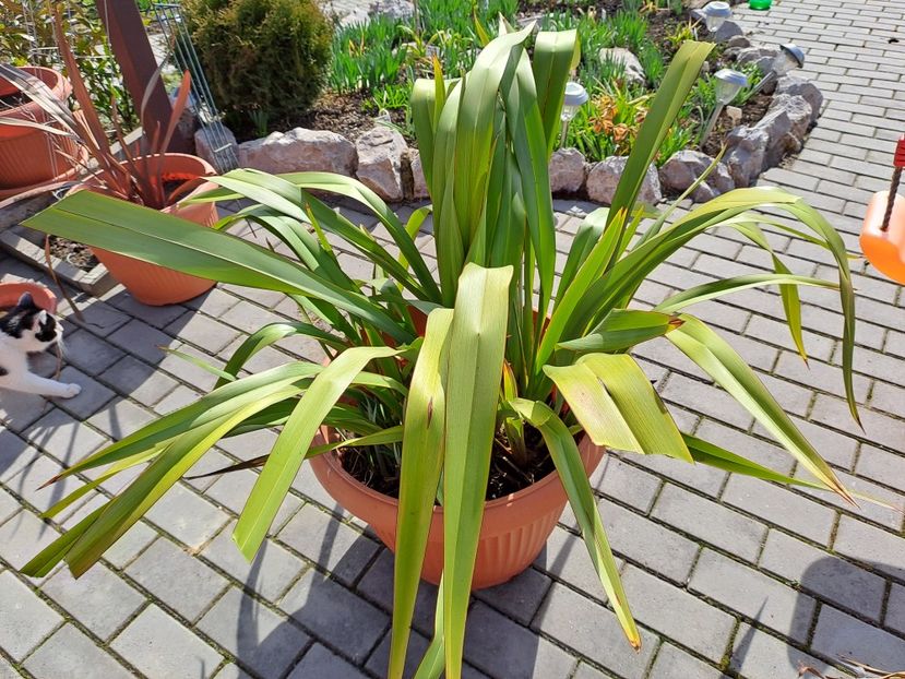  - Phormium