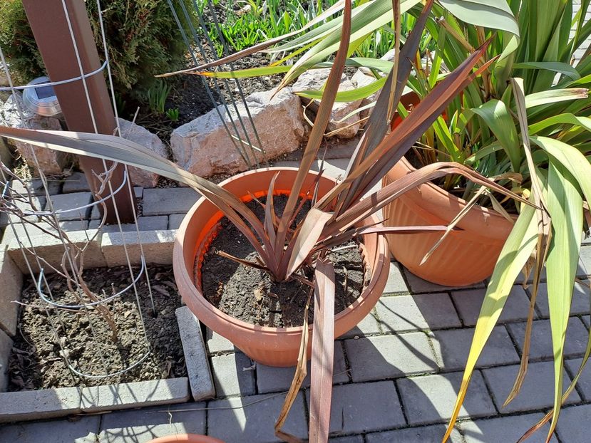  - Phormium