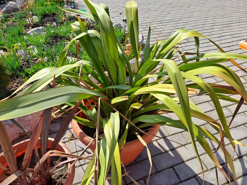  - Phormium