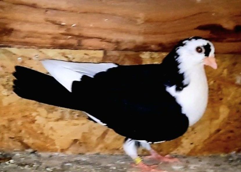 17058  femelă  2023 - Plecați ALBUM 3