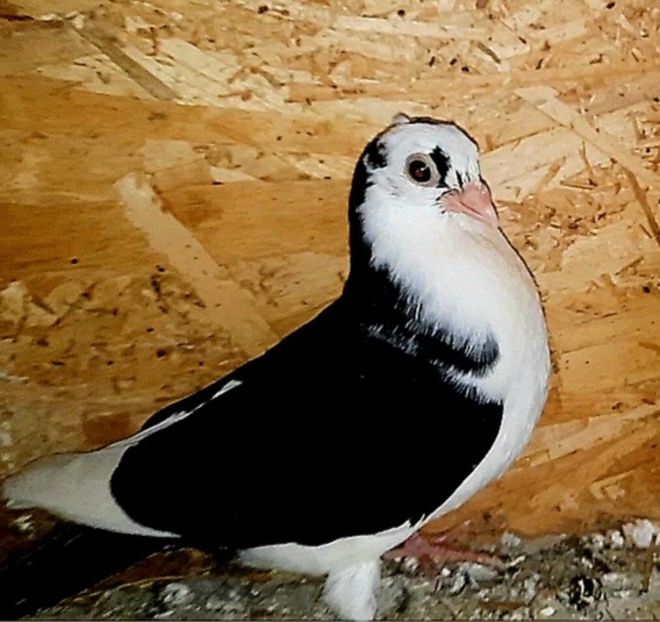 17056  femelă  2023 - Plecați ALBUM 3