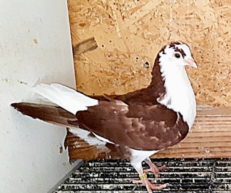 17004  femelă  2023 - Plecați ALBUM 3