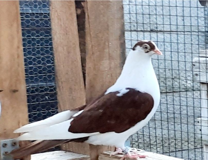 22134  femelă  2022 - Plecați ALBUM 3