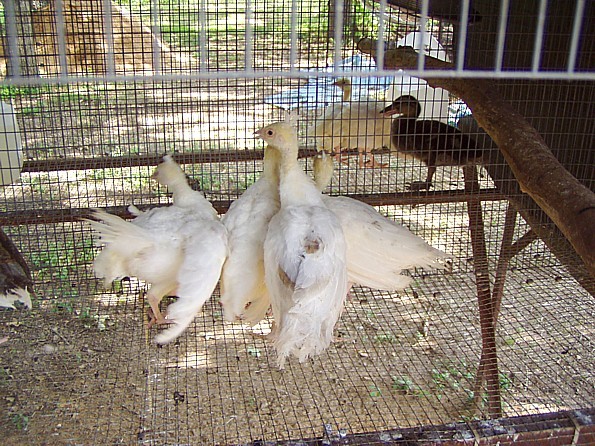 chicks2 - 2-Poze pui de pauni