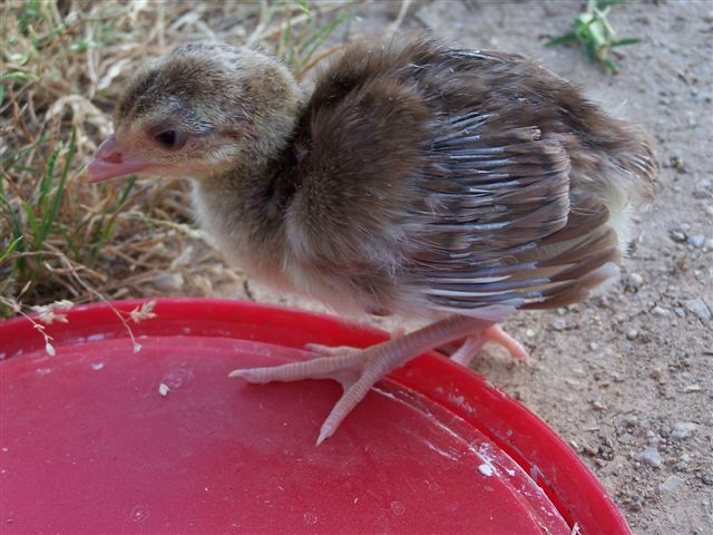 lulu_first_pea_chicks_015 - 2-Poze pui de pauni