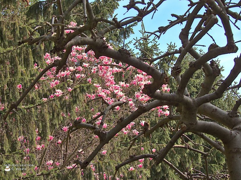 w-23-Magnolia 2-7512 - FLORI - FLOWERS