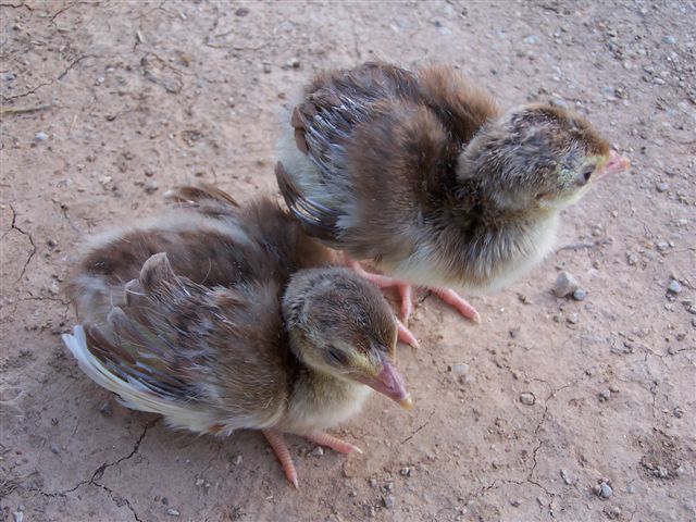 lulu_first_pea_chicks_018 - 2-Poze pui de pauni