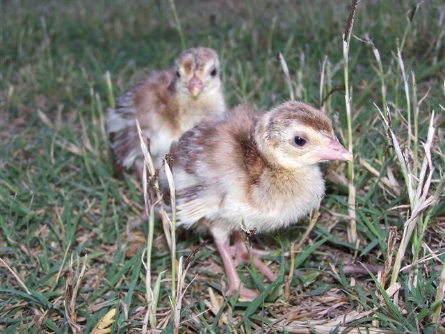 lulu_first_pea_chicks_029 - 2-Poze pui de pauni